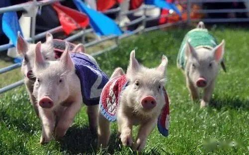 娱乐吃瓜猪衢州  第3张